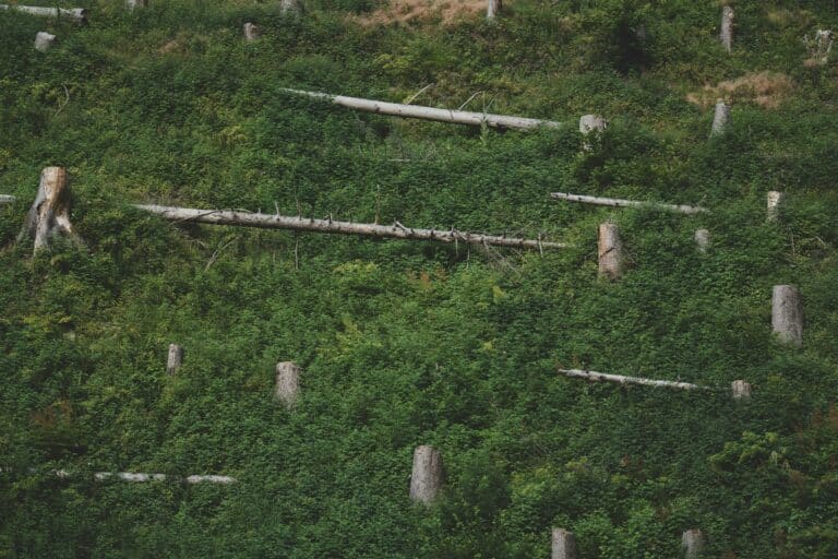 greenwashing_ déforestation