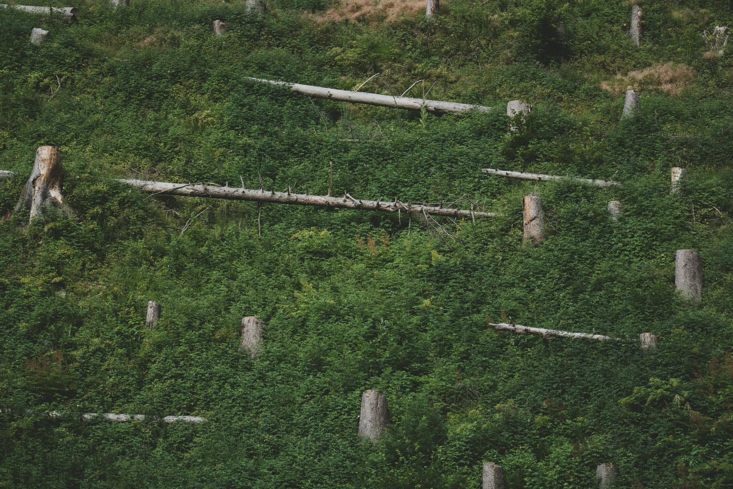 greenwashing_ déforestation