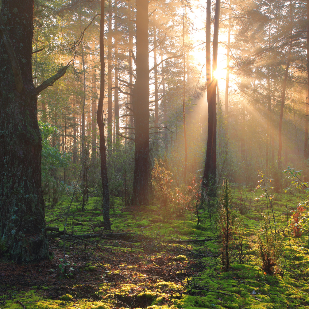 calculer_enpreintecarbone